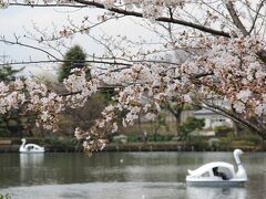 東京都心で桜が満開になったと発表があったので花見に出かけることにしました。
