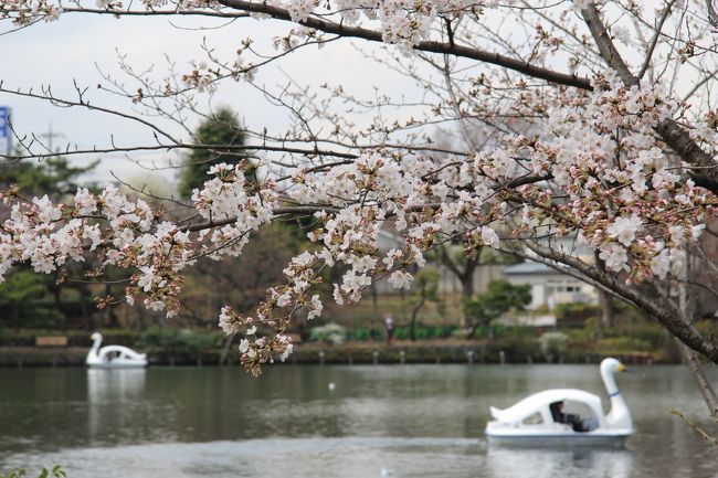 洗足池公園 桜坂 多摩川台公園 桜巡り18年3月 馬込 池上 東京 の旅行記 ブログ By 温泉大好きさん フォートラベル