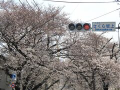 福山雅治さんの歌で有名になった桜坂へ