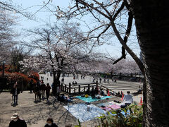 桜祭りでないので　見晴らしのいい舞台付近も

　　お花見　特等席