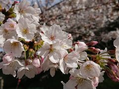 館山　城山公園
桜が咲いてました
