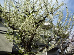 烏山川緑道入口にあった桜