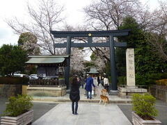 松陰神社の石の鳥居

松陰神社を見学。久しぶりに来ました。桜は余りありませんでしたが参道の桜は綺麗でした。境内、松下村塾を観光。境内に、テントを張っているグループがいました。

所在地： 〒154-0023 東京都世田谷区若林４丁目３５－１
電話： 03-3421-4834