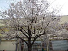 北沢川緑道の桜

北沢川緑道を花を鑑賞しながら散策