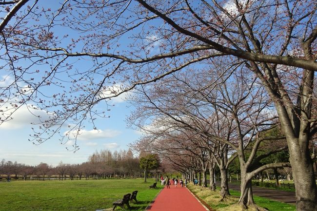 水元公園 桜はまだ２ ３分咲き みさと公園その他 東京の旅行記 ブログ By Takeおじさん フォートラベル