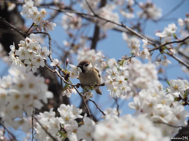 春のうららの墨田川 隅田公園のお花見 浅草 東京 の旅行記 ブログ By Morino296さん フォートラベル