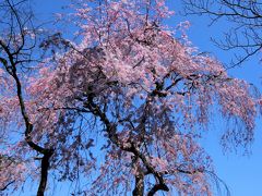 ＠東京大学駒場キャンパス

青空に映える枝垂桜、優艶です(≧▽≦)