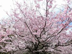 ＠国立劇場前の桜

色濃くてとての見応えがある桜でした。