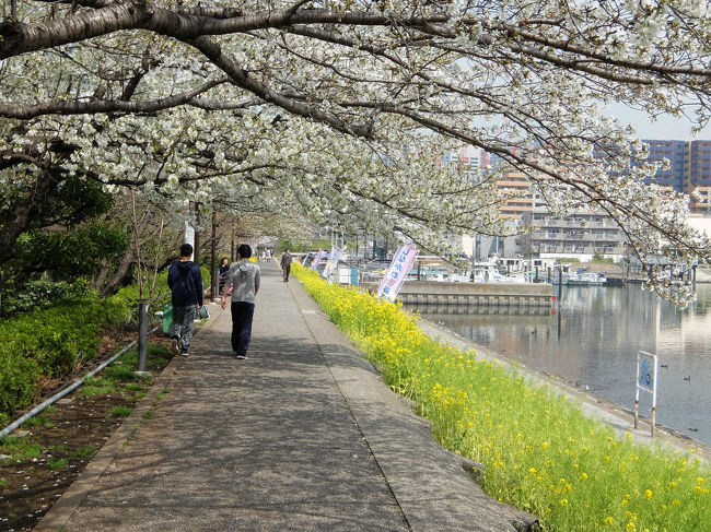 しながわ花海道 桜咲いて 菜の花咲いて 品川 東京 の旅行記 ブログ By 義臣さん フォートラベル しながわ花海道 桜咲いて 菜の花咲いて 品川 東京 の旅行記 ブログ By 義臣さん フォートラベル