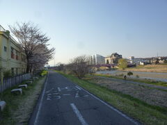 浅川土手の桜 