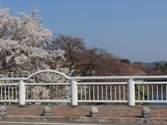 そして９時、まず新境川堤で桜見物をします・・☆
岐阜県各務原市の市民公園にある、駐車場から歩きました(^^)