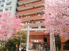 とある日の蔵前神社
満開の桜です！
寒桜じゃないと思いますが早咲きですね。
ちょうど神主さんがいらっしゃって、なんの種類か分からないそうです。