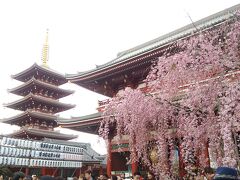 五重塔と枝垂れ桜です
