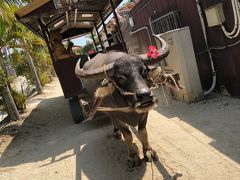 ランチの後は水牛車に乗りました。
１周約25分のコースを回ります。
水牛は人間の３歳児ぐらいの知能があるらしく、コースは全て覚えていて、車の内輪差も考えて曲がることもできていてとても賢かったです。
ガイドさんが石垣島の歌など歌ってくれたので、のんびりと景色を楽しむことができました。