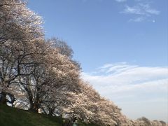 まだまだ続きがありますので・・。
今回はこれくらい。
　
画像は最後に周りました八幡市の
淀川河川公園背割堤地区。
天気も良く気持ちが良かった1日でした。
直ぐに後編は作ります。
京都に花見に来る人は是非お早めに！