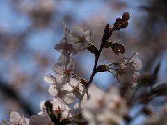 光が透き通って、お気に入りの写真。