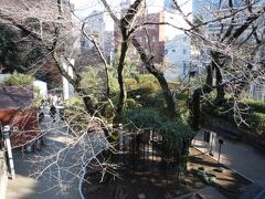 公園の桜が咲くのはいつかな。