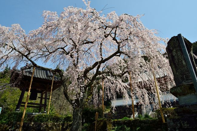 真浄寺の庭先、鐘突堂の横にあります。