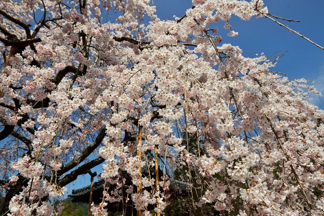 真っ白な枝垂れです。