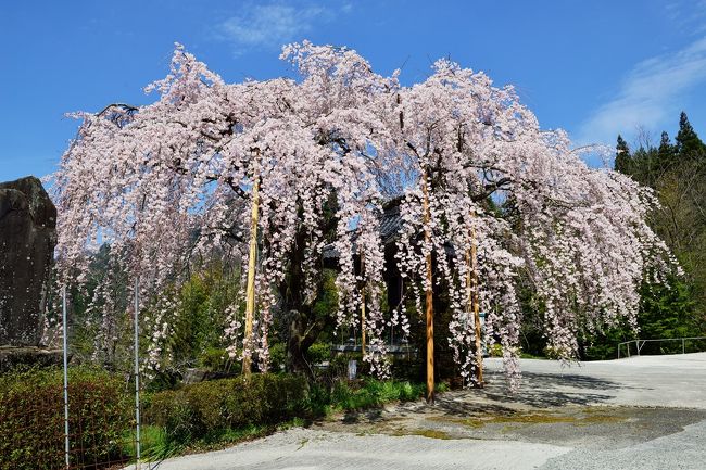 見事な花付きにうっとりします。