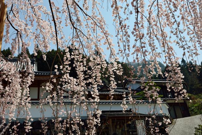 枝垂れの簾です。