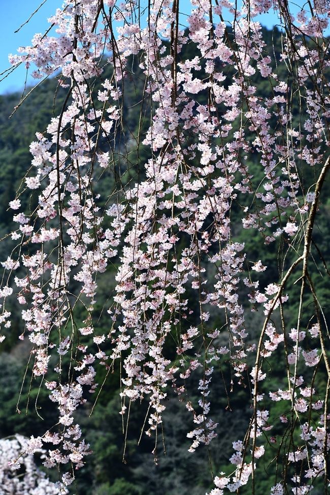 見事な枝垂れ桜です。