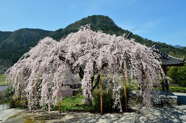 ちょうど見頃の枝垂れ桜です。