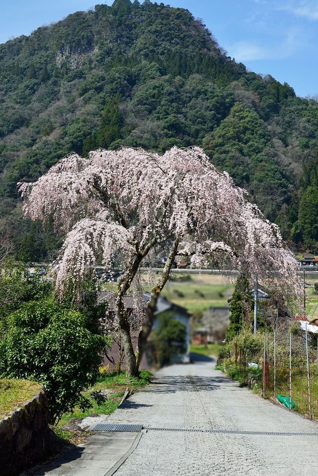 背の高いスマートな枝垂れです。