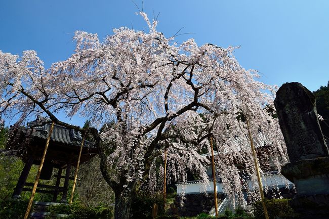 参道から上の枝垂れ桜