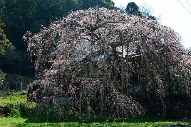 安心院の西照寺の枝垂れ桜です。