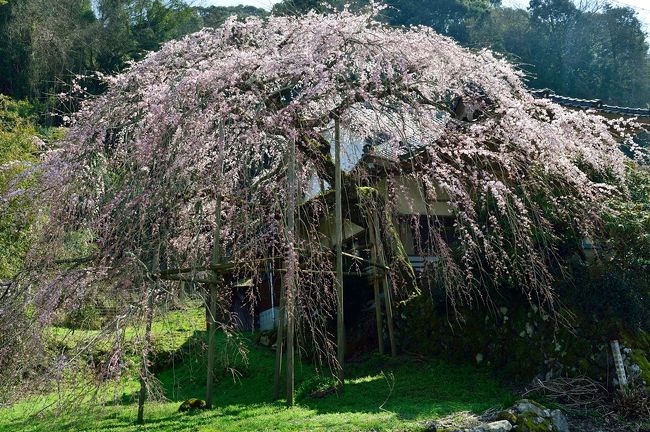 途中、三光の深泉寺や小柿山の円光寺の枝垂れ桜も見に行きましたが、開花がもう少し先、見ごろは１週間先といった状況でした。