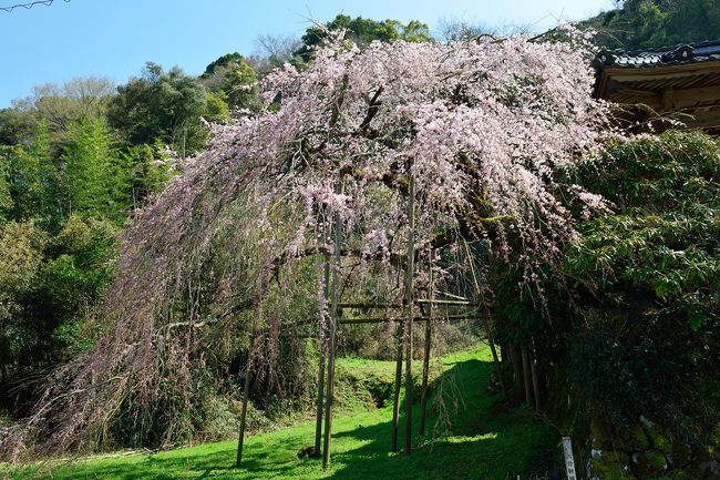 西照寺は安心院町深見にある浄土真宗の寺です。
