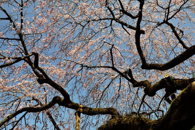 この時期、大きな枝垂れ桜が目に飛び込んでくるので、すぐにわかります。