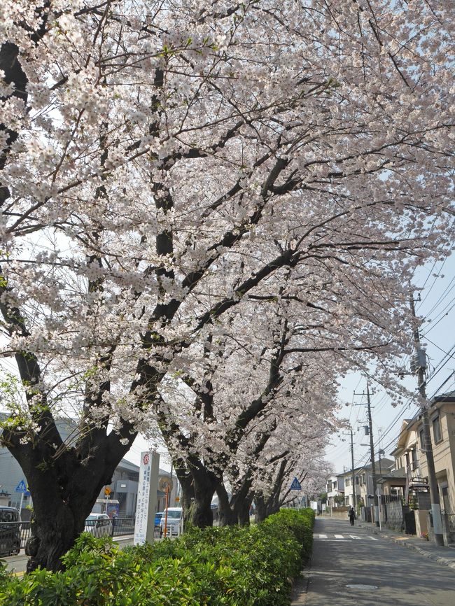 小田急線と桜 小田急線と葉の花 小田急線三昧の一日 神奈川県の旅行記 ブログ By みやゆかさん フォートラベル