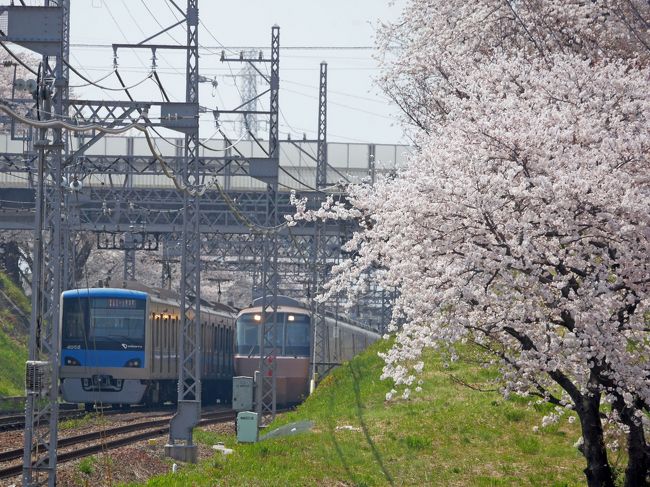 小田急線と桜 小田急線と葉の花 小田急線三昧の一日 神奈川県の旅行記 ブログ By みやゆかさん フォートラベル