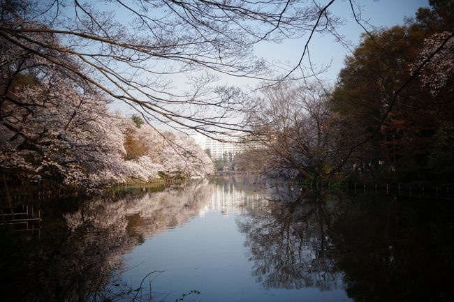 18井の頭公園 満開の桜 おまけ画像つき 吉祥寺 三鷹 東京 の旅行記 ブログ By りんごうさぎさん フォートラベル 18井の頭公園 満開の桜 おまけ画像つき 吉祥寺 三鷹 東京 の旅行記 ブログ By りんごうさぎさん フォートラベル