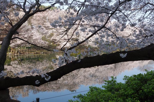 18井の頭公園 満開の桜 おまけ画像つき 吉祥寺 三鷹 東京 の旅行記 ブログ By りんごうさぎさん フォートラベル