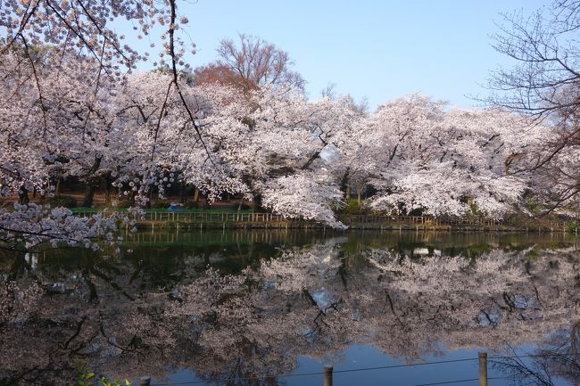 18井の頭公園 満開の桜 おまけ画像つき 吉祥寺 三鷹 東京 の旅行記 ブログ By りんごうさぎさん フォートラベル
