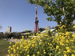 芝東照宮をお参りした後、隣の芝公園を横切ります。
途中に菜の花が群生していたので、東京タワーをバックに写してみました。
春が来たって感じがします。