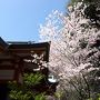 桜と東京タワーと増上寺