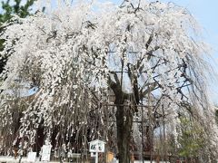 千本釈迦堂のオカメ桜などを周りました。
https://4travel.jp/travelogue/11342642