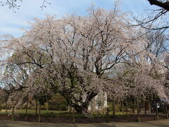 六義園の正門には、朝９時前に到着となりましたが、既に入園できました。