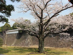 富士見多門と桜
