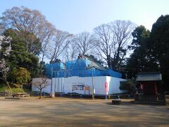 ご神木も伐採して改修中の三芳野神社

　かつては川越城の場内に建物があり、参詣後城から出るときの調べが厳しかった為、とうりゃんせの童謡が出来たと！