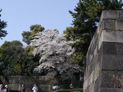 大手門の辺りにもきれいな桜