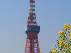 東京タワー＆菜の花！
これぞ日本の春！！