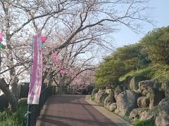 風頭公園桜まつり　