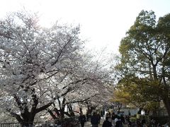 今回は開花が早く
桜祭りの準備（看板・ちょうちん）がありません。
さあ歩いていきます！