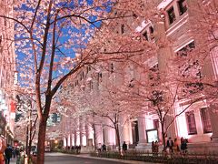 人工的な光だけど、サクラと一緒に照らし出すと、なんだか暖かな雰囲気。

無機質な街の中に、桜の精が舞い降りたみたいだよね♪