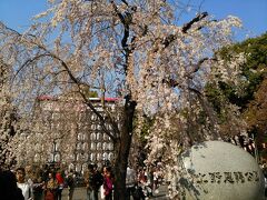 上野公園の枝垂れはちょっと盛りを過ぎたのかな？
